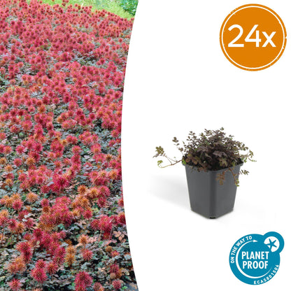 Buitenplant 24x Acaena microphylla 'Kupferteppich' - Pot Ø 9cm Hoogte ↕ 10-25cm