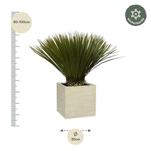 Buitenplant - Yucca rostrata - Winterhard - Pot Ø 30cm Hoogte ↕ 70cm