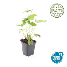 Buitenplant 6x Anemone hyb. 'Honorine Jobert' - Bloeiend - Pot Ø 9cm Hoogte ↕ 10-25cm