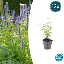 Buitenplant 12x Agastache 'Black Adder' - Bloeiend - Pot Ø 9cm Hoogte ↕ 10-25cm