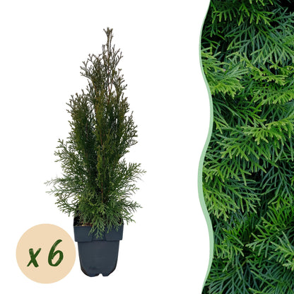 Buitenplant 6x Thuja occidentalis Smaragd - Groenblijvend - Pot Ø 17cm Hoogte ↕ 60cm