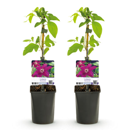 Buitenplant 2x Clematis Westerplatte - Klimplant Rood - Pot Ø 11cm Hoogte ↕ 40cm