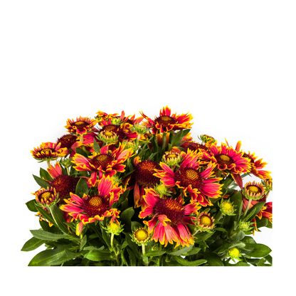 Buitenplant - Gaillardia Aristata - Bloeiend - Pot Ø 19cm Hoogte ↕ 40-50cm
