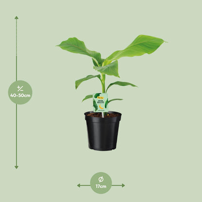 Buitenplant - Musa Basjoo - Winterhard - Pot Ø 17cm Hoogte ↕ 45cm