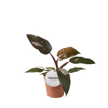 Kamerplant - Philodendron Burgundy Princess - Pot Ø 12cm Hoogte ↕ 25cm
