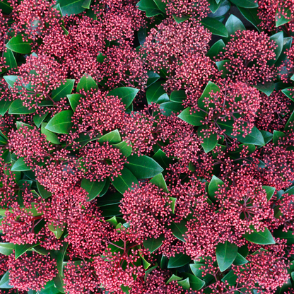 Buitenplant 3x Skimmia 'Rubella' - Pot Ø 10,5cm Hoogte ↕ 20-25cm