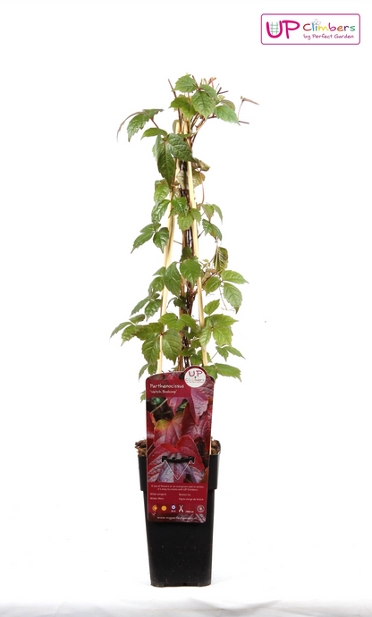 Buitenplant - Parthenocissus tricuspidata 'Veitch Boskoop' - Pot Ø 15cm Hoogte ↕ 65cm
