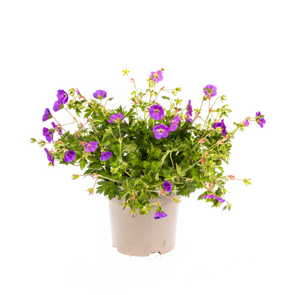 Buitenplant - Geranium Rozanne - Bloeiend, Paars - Pot Ø 19cm Hoogte ↕ 20-30cm