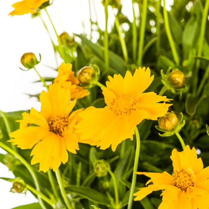 Buitenplant - Coreopsis Grandiflora - Bloeiend - Pot Ø 19cm Hoogte ↕ 50-60cm
