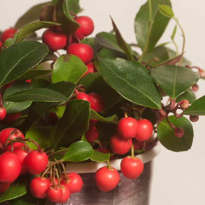Buitenplant 6x Gaultheria procumbens 'Big Berry' - Pot Ø 12cm Hoogte ↕ 15-20cm