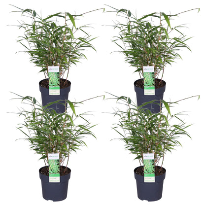 Buitenplant 4x Fargesia rufa - Pot Ø 14cm Hoogte ↕ 40cm