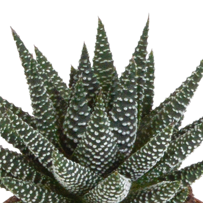 Kamerplant 3x Gasteria/Haworthia mix - Incl. witte sierpot - Pot Ø 8,5cm