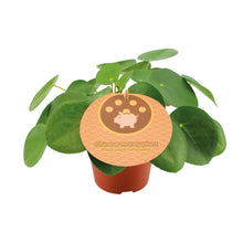 Kamerplant - Pilea peperomioides - Pot Ø 12cm Hoogte ↕ 20cm