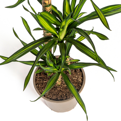 Kamerplant - Dracaena Deremensis Rikki - Pot Ø 21cm Hoogte ↕ 90-110cm