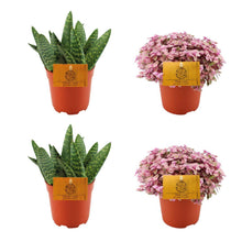Kamerplant 4x mix - 2x Aloe Paradisicum + 2x Callisia Rosato - Pot Ø 10.5cm Hoogte ↕ 10cm
