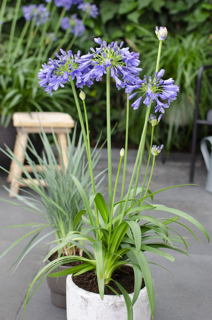 Buitenplant - Agapanthus 'Ever Sapphire' - Bloeiend - Pot Ø 19cm Hoogte ↕ 75cm