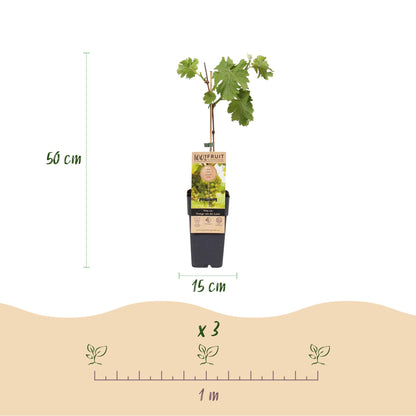 Buitenplant 2x Vitis vinifera 'Vroege van der Laan' (Witte druif) - Fruitplant - Pot Ø 15cm Hoogte ↕ 50cm