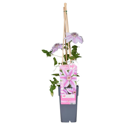 Buitenplant - Clematis Nelly Moser - Bloeiend - Pot Ø 15cm Hoogte ↕ 65cm