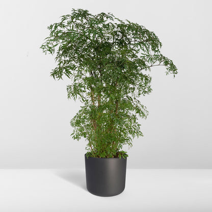 Kamerplant - Polyscias Fruticosa (Aralia) - Pot Ø 21cm Hoogte ↕ 75cm