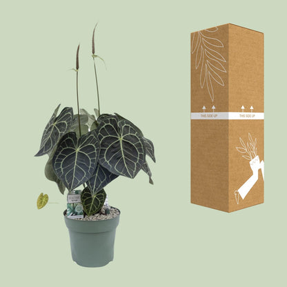 Kamerplant - Anthurium Clarinervium - Pot Ø 30cm Hoogte ↕ 80cm