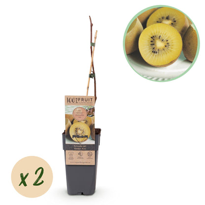 Buitenplant - Actinidia deliciosa Golden Kiwi - Fruitplant - Pot Ø 15cm Hoogte ↕ 50cm