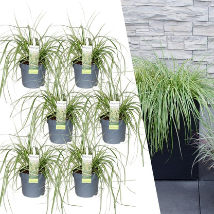 Buitenplant 6x Carex hachijoensis 'Evergold' - Pot Ø 14cm Hoogte ↕ 25cm