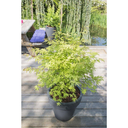 Buitenplant - Acer palmatum 'Anne Irene' - Pot Ø 19cm Hoogte ↕ 40cm