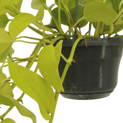 Kamerplant 2x Epipremnum Golden Pothos - Hangplant - Pot Ø 15cm Hoogte ↕ 25cm