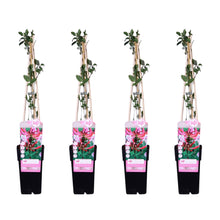 Buitenplant 4x Lonicera periclymenum 'Serotina' - Klimplant Bloeiend - Pot Ø 15cm Hoogte ↕ 65cm