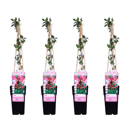 Buitenplant 4x Lonicera periclymenum 'Serotina' - Klimplant Bloeiend - Pot Ø 15cm Hoogte ↕ 65cm