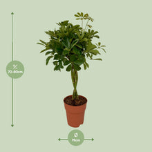 Kamerplant - Schefflera Compacta - Pot Ø 19cm Hoogte ↕ 80cm
