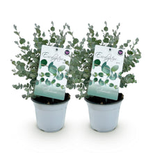 Buitenplant 2x Eucalyptus gunni - Winterhard - Pot Ø 14cm Hoogte ↕ 30cm
