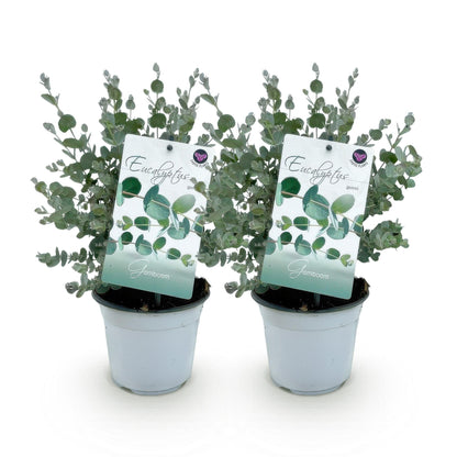 Buitenplant 2x Eucalyptus gunni - Winterhard - Pot Ø 14cm Hoogte ↕ 30cm
