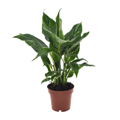 Kamerplant - Spathiphyllum Diamond - Pot Ø 12cm Hoogte ↕ 40cm