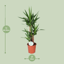 Kamerplant - Yucca - Pot Ø 21cm Hoogte ↕ 90cm