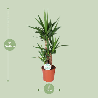 Kamerplant - Yucca - Pot Ø 21cm Hoogte ↕ 90cm