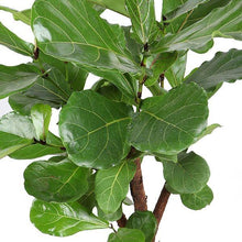 Kamerplant - Ficus Lyrata vertakt - Pot Ø 27cm Hoogte ↕ 130cm