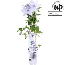 Buitenplant - Clematis Bernadine - Bloeiend