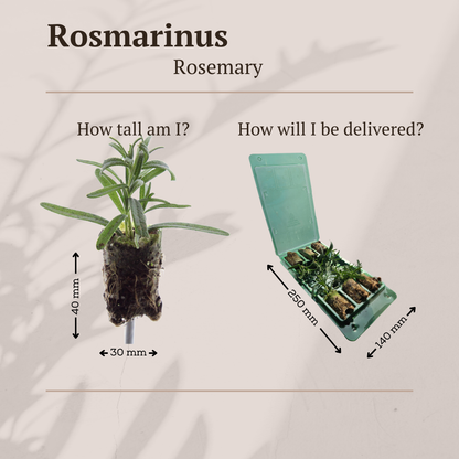 Buitenplant 6x Rosmarinus officinalis - Aromatisch - Pot Ø 9cm