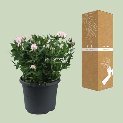 Kamerplant - Rosa Jewel Patio Baby - Bloeiend - Pot Ø 17cm Hoogte ↕ 30cm