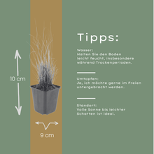 Buitenplant 12x Calamagrostis brachytricha - Pot Ø 9cm Hoogte ↕ 10-25cm