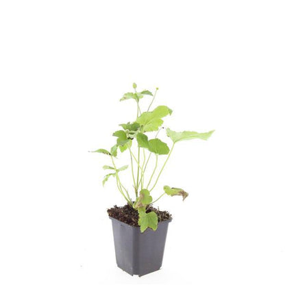 Buitenplant 24x Anemone hyb. 'Honorine Jobert' - Bloeiend - Pot Ø 9cm Hoogte ↕ 10-25cm