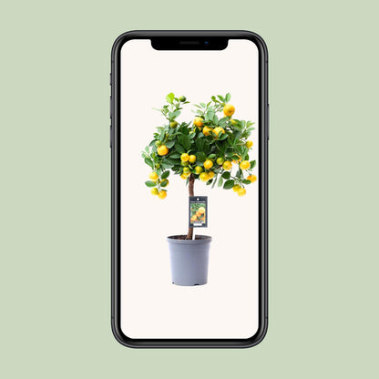 Kamerplant - Citrus Calamondin - Pot Ø 15cm Hoogte ↕ 45cm