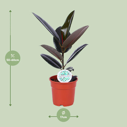 Kamerplant - Ficus Elastica Abidjan - Pot Ø 17cm Hoogte ↕ 55cm