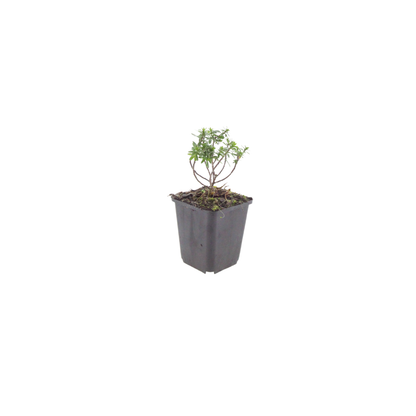 6x Iberis semp. 'Schneeflocke' - ↕10-25cm - Ø9cm