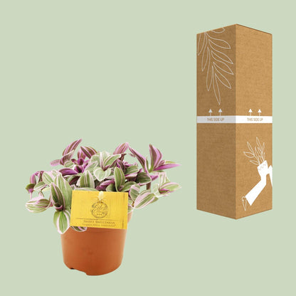 Kamerplant - Tradescantia Sweetness - Pot Ø 10,5cm Hoogte ↕ 10cm