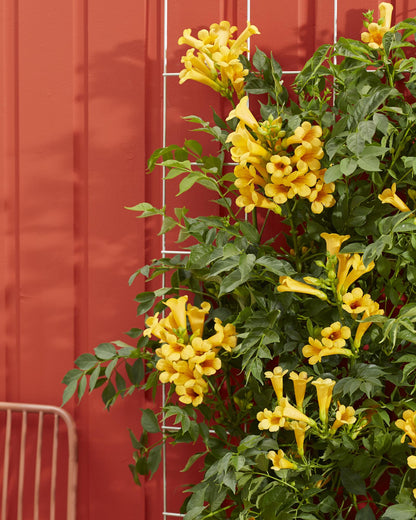 Buitenplant 2x Campsis Summer Jazz 'Gold Trumpet' - Bloeiend - Pot Ø 15cm Hoogte ↕ 65cm
