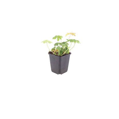 60x Geranium macr. 'Bevan's Variety' - ↕10-25cm - Ø9cm