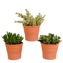 Kamerplant 3x Crassula mix - In terracotta pot - Pot Ø 10,5cm