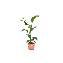 Kamerplant - Strelitzia Nicolai inclusief Sierpot Roze Ø22 - Hoogte ↕ 100cm